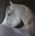 Aube - Chevaux (huiles et aquarelles)