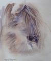 oeil  de percheron - Chevaux (huiles et aquarelles)