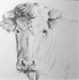 Franchise - Dessins