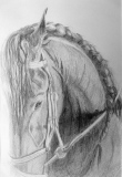 Abel - Dessins